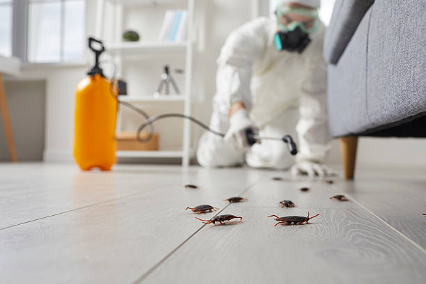 Post-Treatment Bed Bug Interceptor Monitoring in Roswell